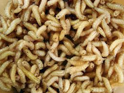 100 Spikes (Bait) (Maggots)