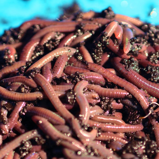 Canadian Crawlers (Worms) - 12 Pack