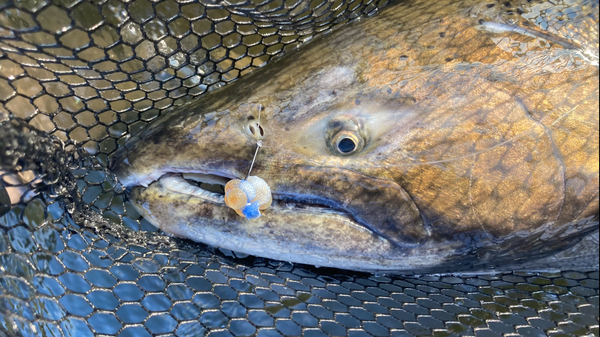 Blue Salmon Spawn Egg Sack – First Light Fishing co.